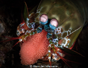 This is a photo of a mantis shrimp carrying her eggs. The... by Glenn Ian Villanueva 